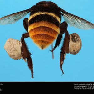 Euglossini bij op paarse bloem.