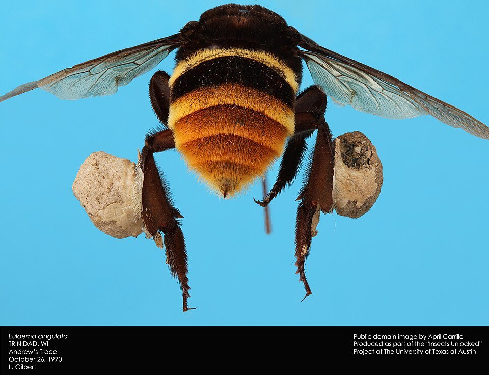 Euglossini bij op paarse bloem.
