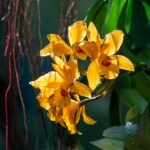 Bloeiende Paphiopedilum emersonii orchidee op groene bladeren.