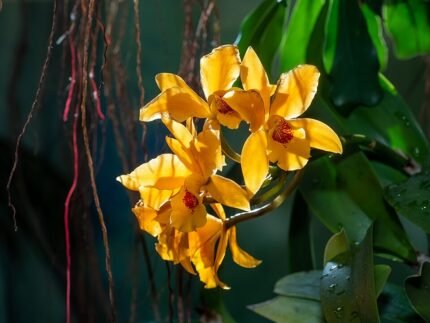 Bloeiende Paphiopedilum emersonii orchidee op groene bladeren.