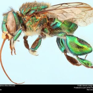 Euglossa villosa bij op paarse bloem.