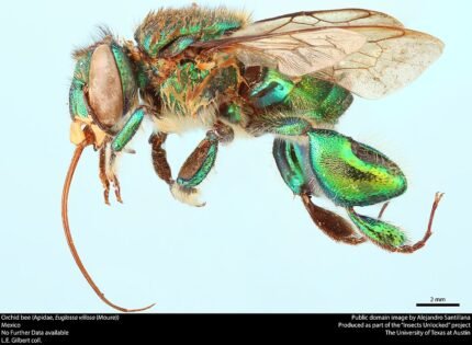 Euglossa villosa bij op paarse bloem.