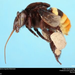 Eulaema cingulata bij op groene bladeren.