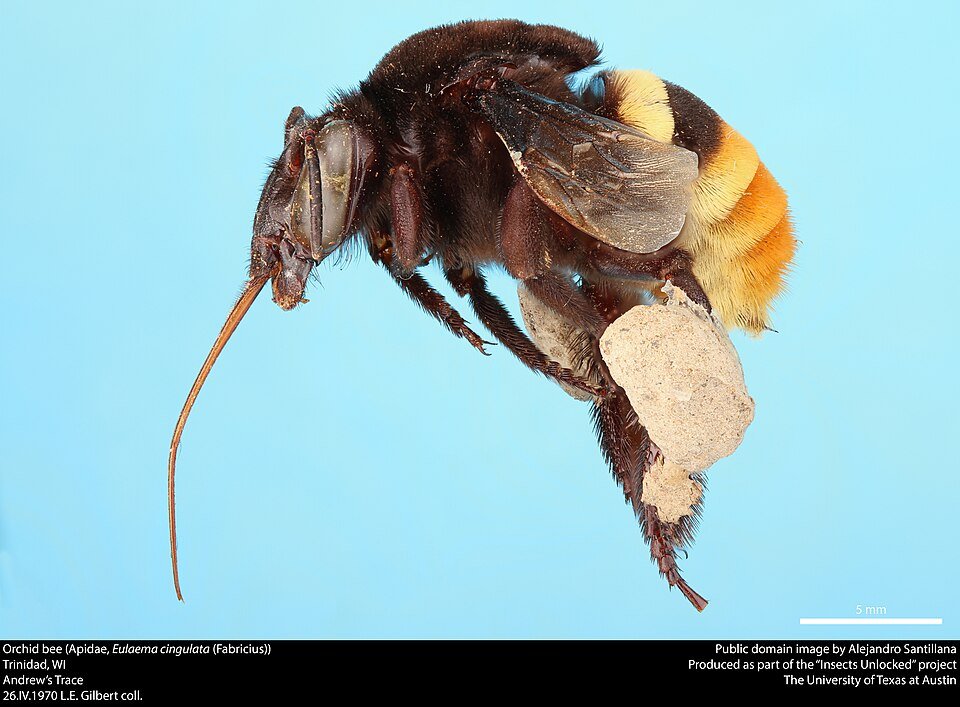 Eulaema cingulata bij op groene bladeren.