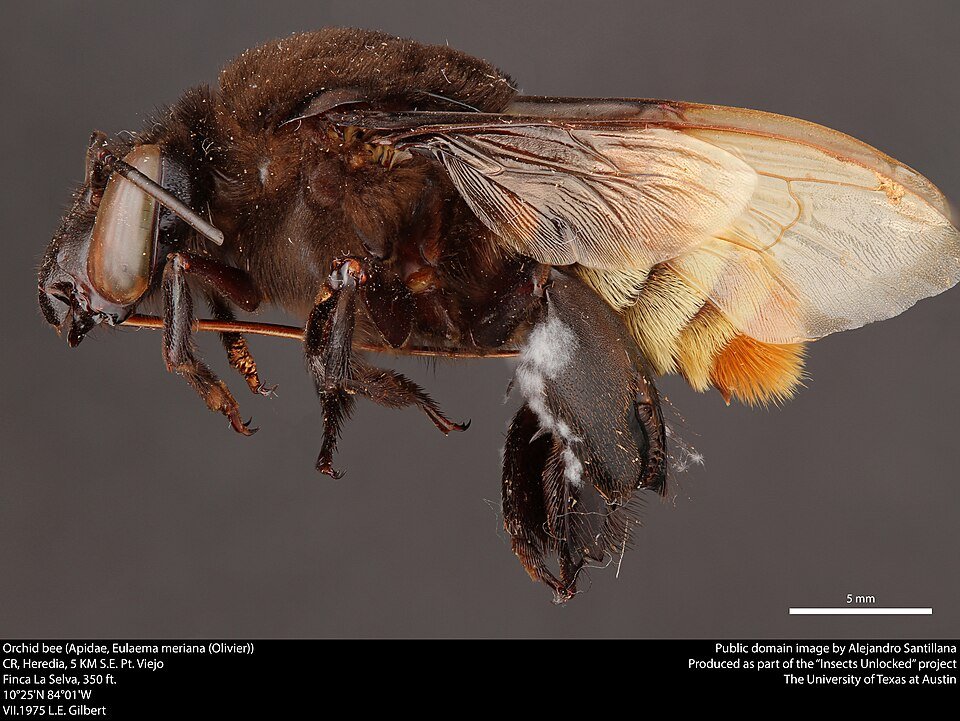 Close-up van Eulaema meriana orchidee bij Olivier.