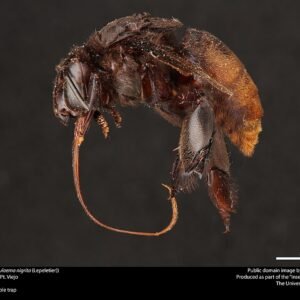 Close-up van Eulaema nigrita orchideebij op bloem.