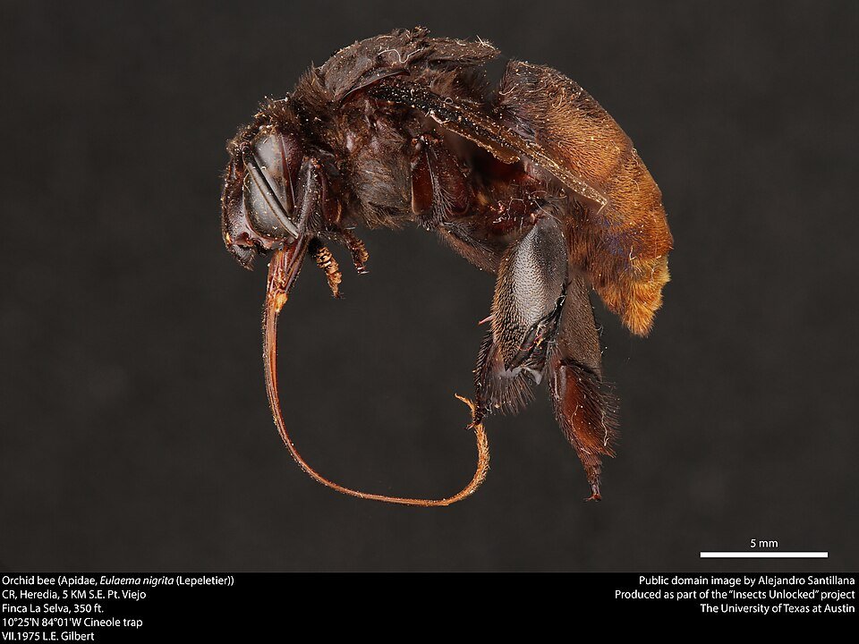 Close-up van Eulaema nigrita orchideebij op bloem.