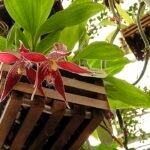 Purple Paphinia neudeckeri orchid flower with green leaves.
