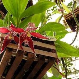 Purple Paphinia neudeckeri orchid flower with green leaves.