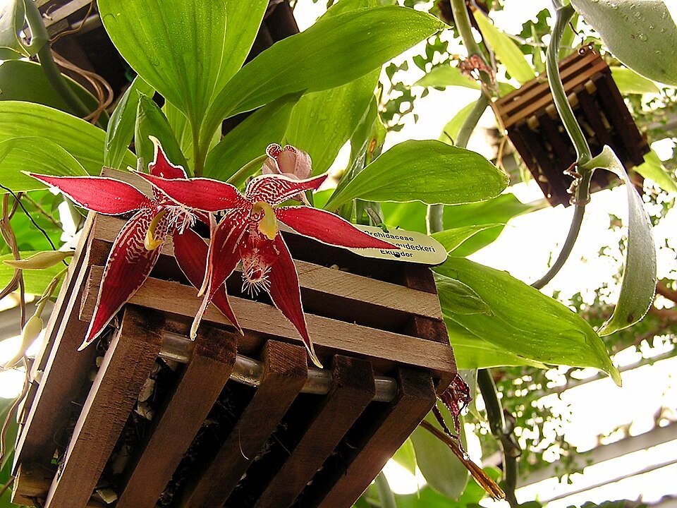 Purple Paphinia neudeckeri orchid flower with green leaves.