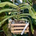 Pomatocalpa orchidee met witte bloemen en groene bladeren op neutrale achtergrond.