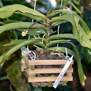Pomatocalpa orchidee met witte bloemen en groene bladeren op neutrale achtergrond.