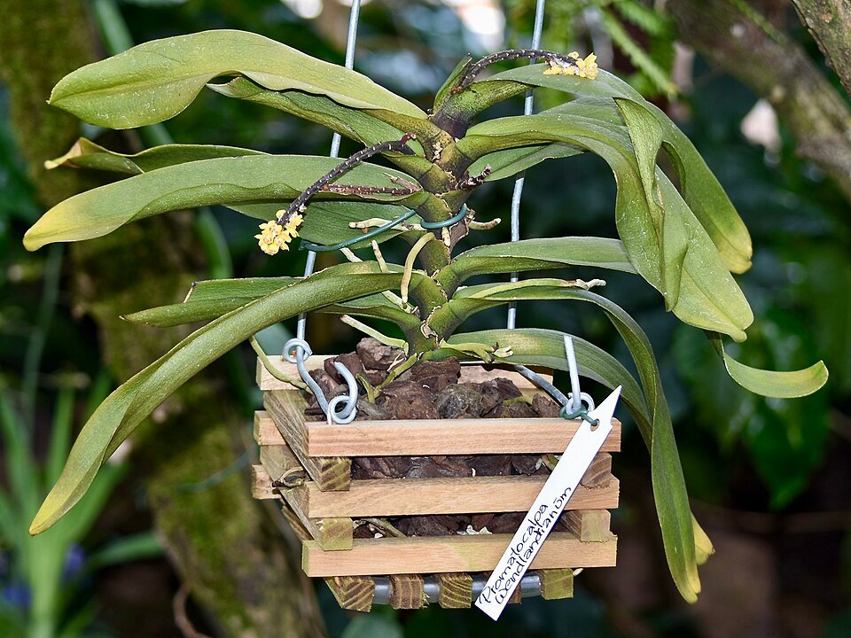 Pomatocalpa orchidee met witte bloemen en groene bladeren op neutrale achtergrond.