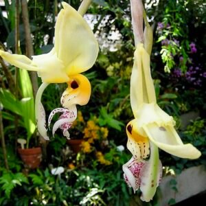 Stanhopea embreei orchidee bloem met witte en paarse bloembladen.