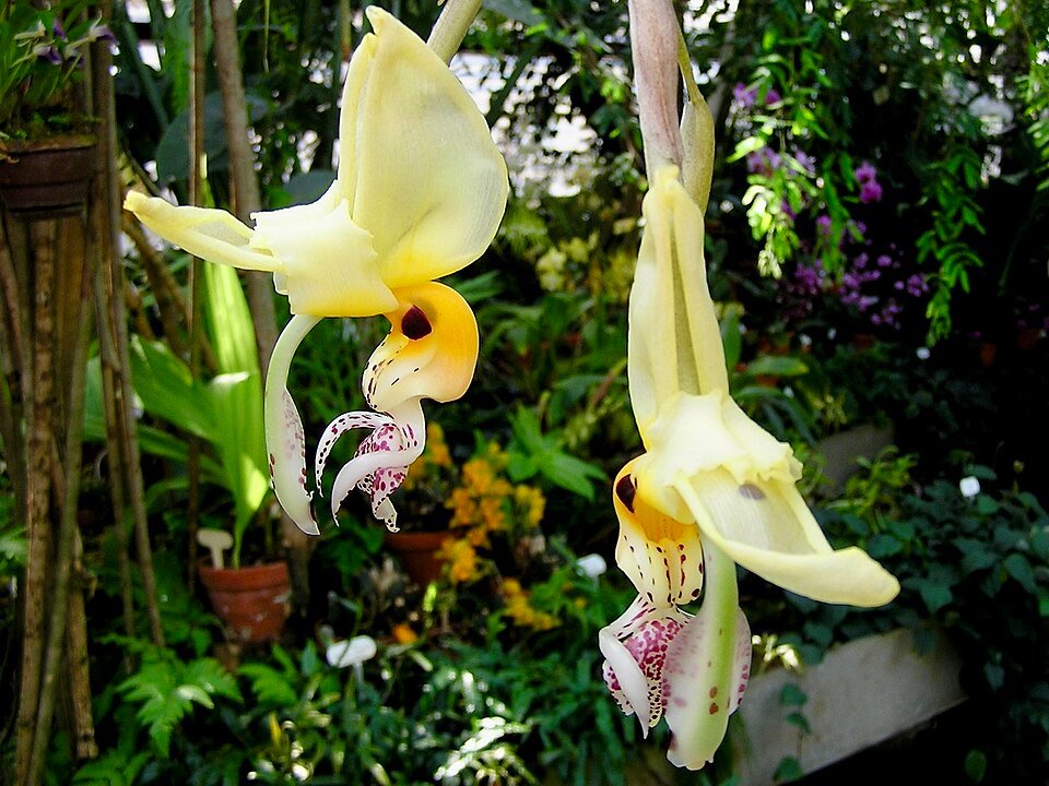 Stanhopea embreei orchidee bloem met witte en paarse bloembladen.