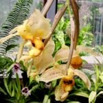 Stanhopea gibbosa orchidee in bloei met bruine en gele bloemblaadjes in een schaduwrijke omgeving.