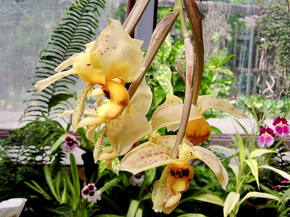 Stanhopea gibbosa orchidee in bloei met bruine en gele bloemblaadjes in een schaduwrijke omgeving.