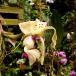 Stanhopea xytriophora orchideebloem met gele bloembladeren en paarse stippen.