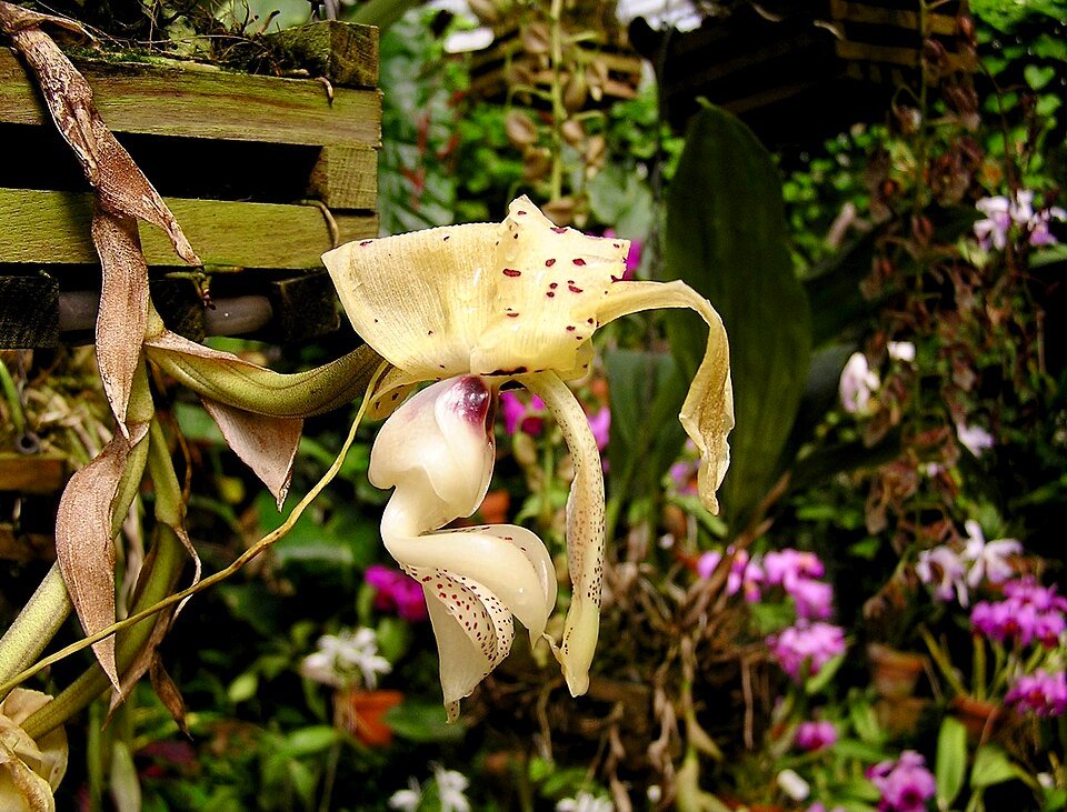 Stanhopea xytriophora orchideebloem met gele bloembladeren en paarse stippen.