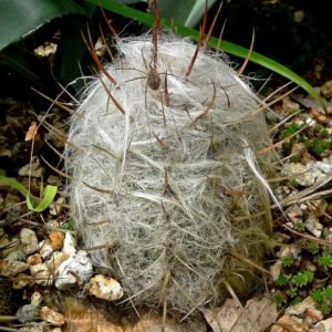 Oreocereus celsianus cactus met lange stekelige stelen en witte pluizige plukken.