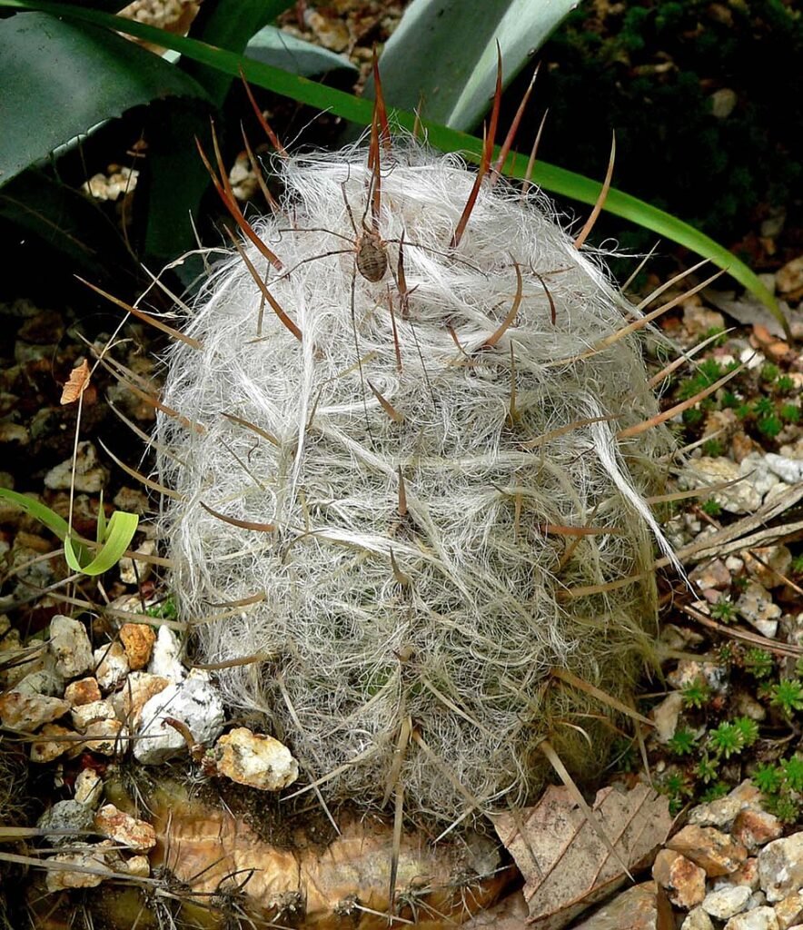 Oreocereus celsianus cactus met lange stekelige stelen en witte pluizige plukken.