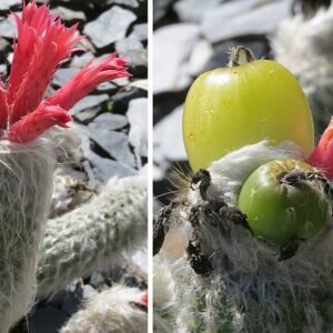 Oreocereus doelzianus cactus met langwerpige groene stengels en witte doornen.
