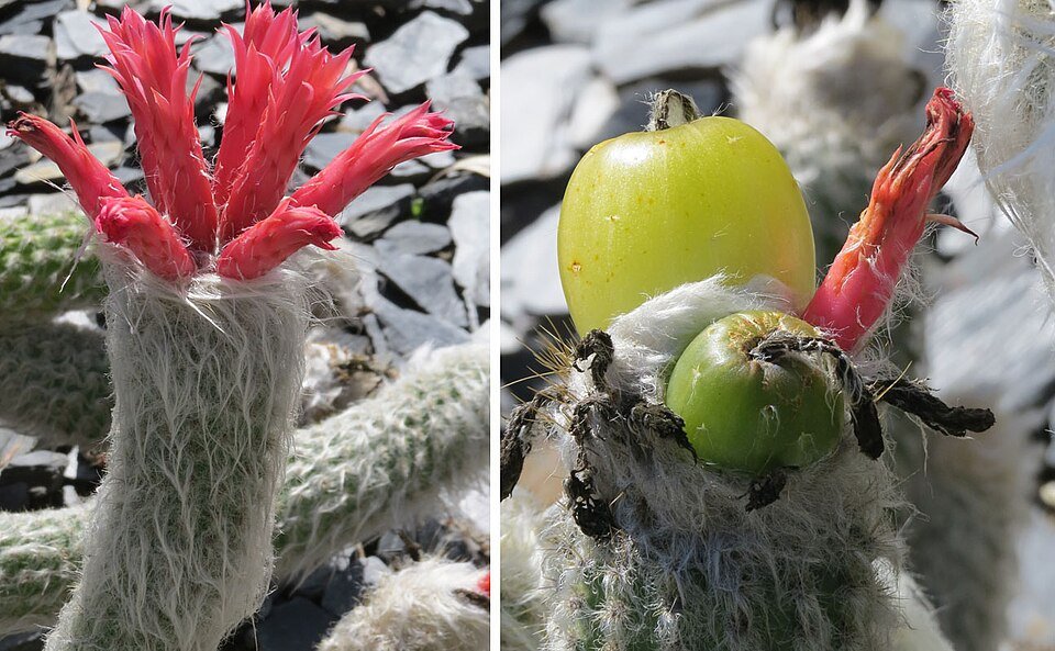Oreocereus doelzianus cactus met langwerpige groene stengels en witte doornen.