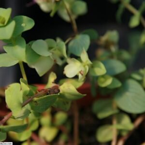 Origanum rotundifolium bloemen in paarse en groene tinten.