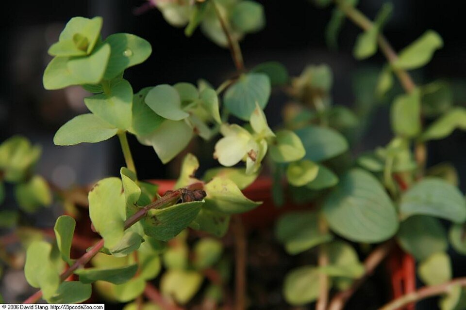 Origanum rotundifolium bloemen in paarse en groene tinten.