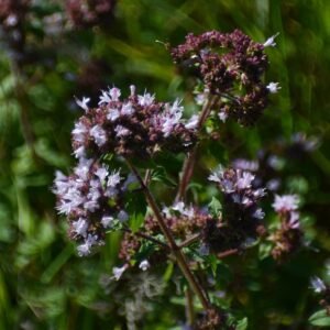 Origanum vulgare plant op kalkrijke grond in winterharde omstandigheden.