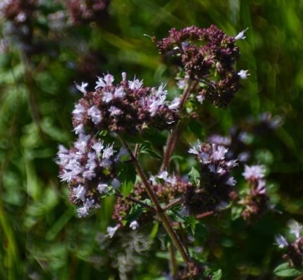Origanum vulgare plant op kalkrijke grond in winterharde omstandigheden.