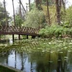 Lotusvijver met bloeiende lotusbloemen in Botanische Tuin van Orman.