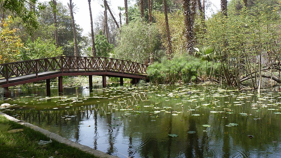 Lotusvijver met bloeiende lotusbloemen in Botanische Tuin van Orman.