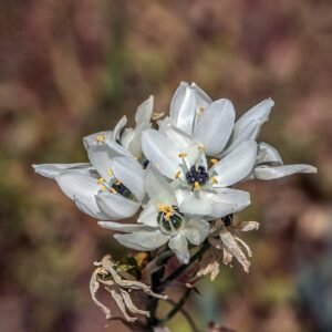 Ornithogalum Arabica witte bloemen in close-up.