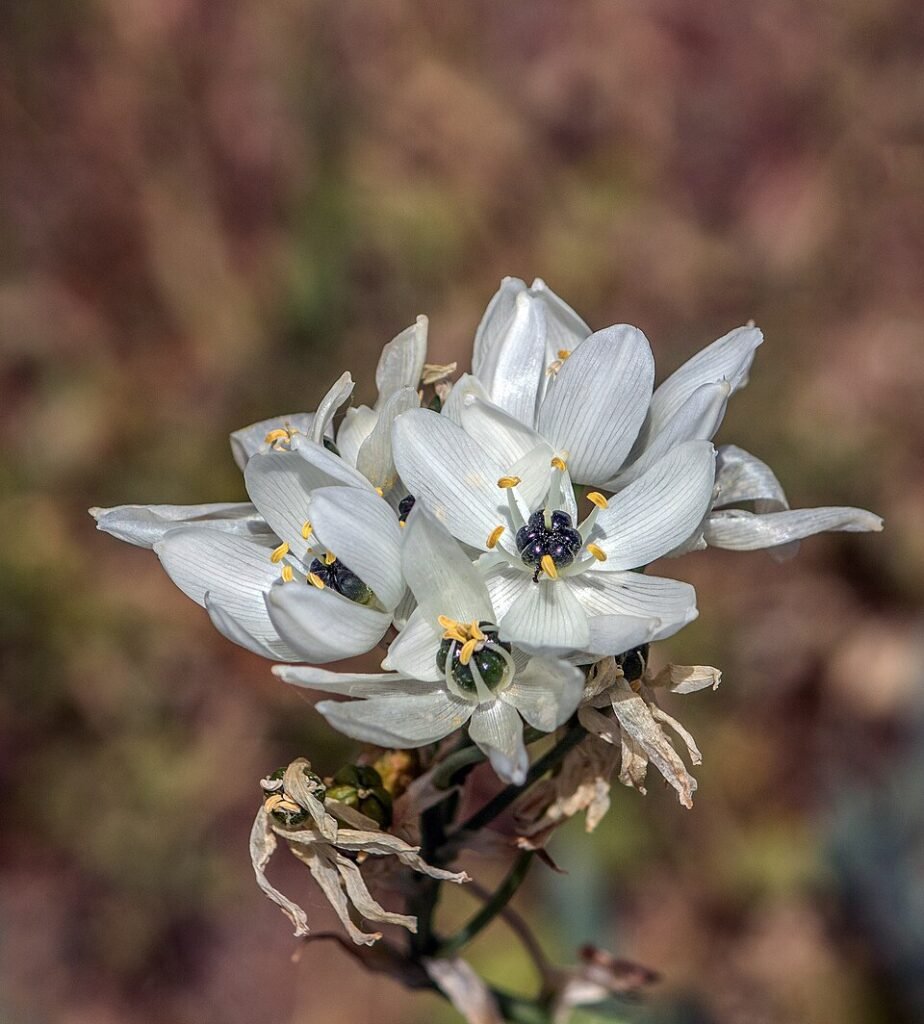 Ornithogalum Arabica witte bloemen in close-up.