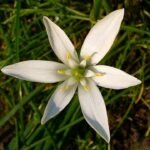 Ornithogalum umbellatum bloem in witte kleur met groene stelen.