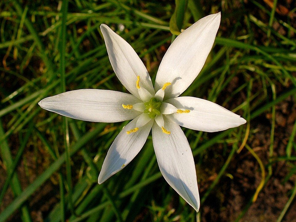 Ornithogalum umbellatum bloem in witte kleur met groene stelen.