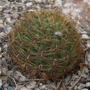 Bloeiende Oroya peruviana plant met roze bloemen en groen blad.