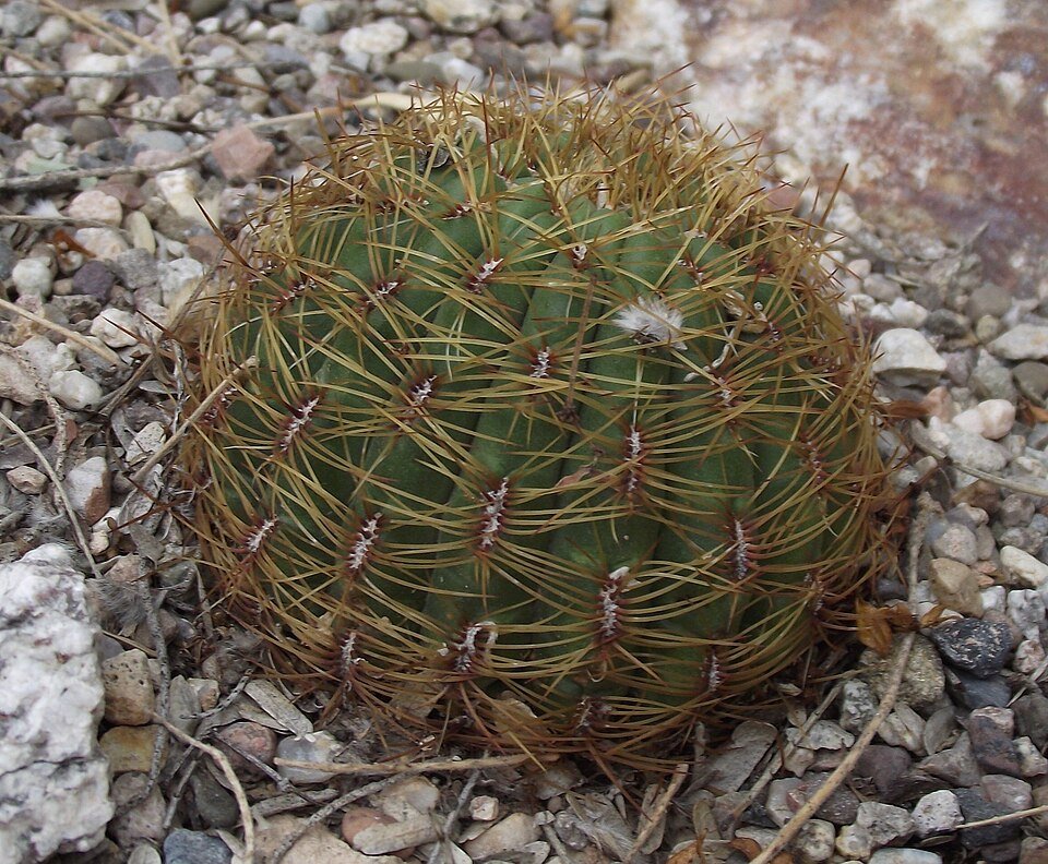 Bloeiende Oroya peruviana plant met roze bloemen en groen blad.