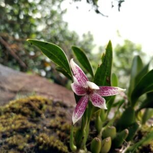 Paarse Prosthechea orchidee bloem in natuurlijke habitat.