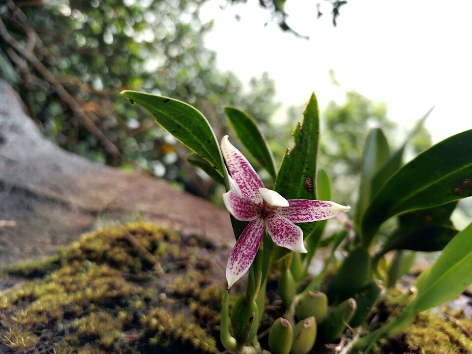 Paarse Prosthechea orchidee bloem in natuurlijke habitat.
