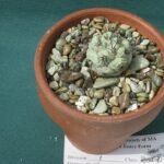 Cochemiea macdougallii cactus met gele bloemen in botanische tuin.