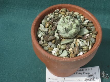 Cochemiea macdougallii cactus met gele bloemen in botanische tuin.