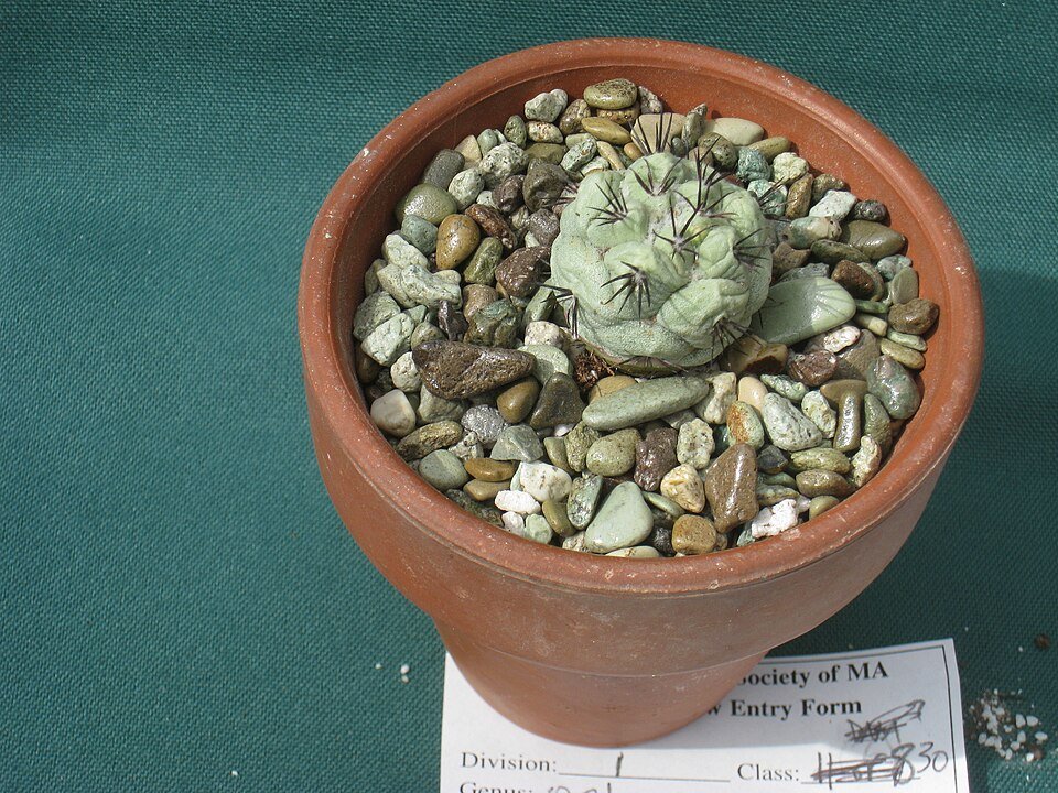 Cochemiea macdougallii cactus met gele bloemen in botanische tuin.