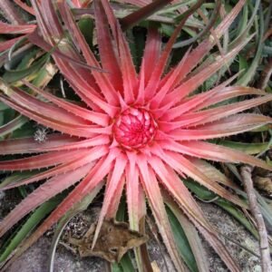 Orthophytum amoenum met smalle groene bladeren en centrale rode bloem.