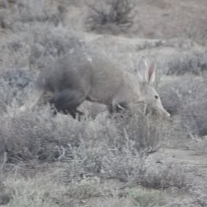 Gedetailleerde afbeelding van een aardvarken met lange snuit en grijsbruine vacht.