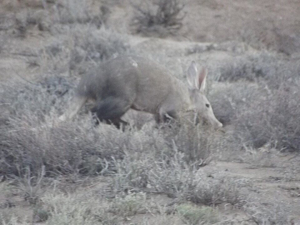 Gedetailleerde afbeelding van een aardvarken met lange snuit en grijsbruine vacht.