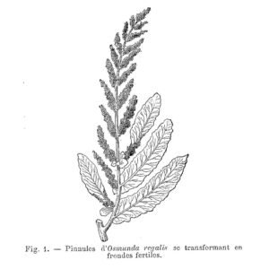 Koningsvaren blad met fijne, groene pinnules.