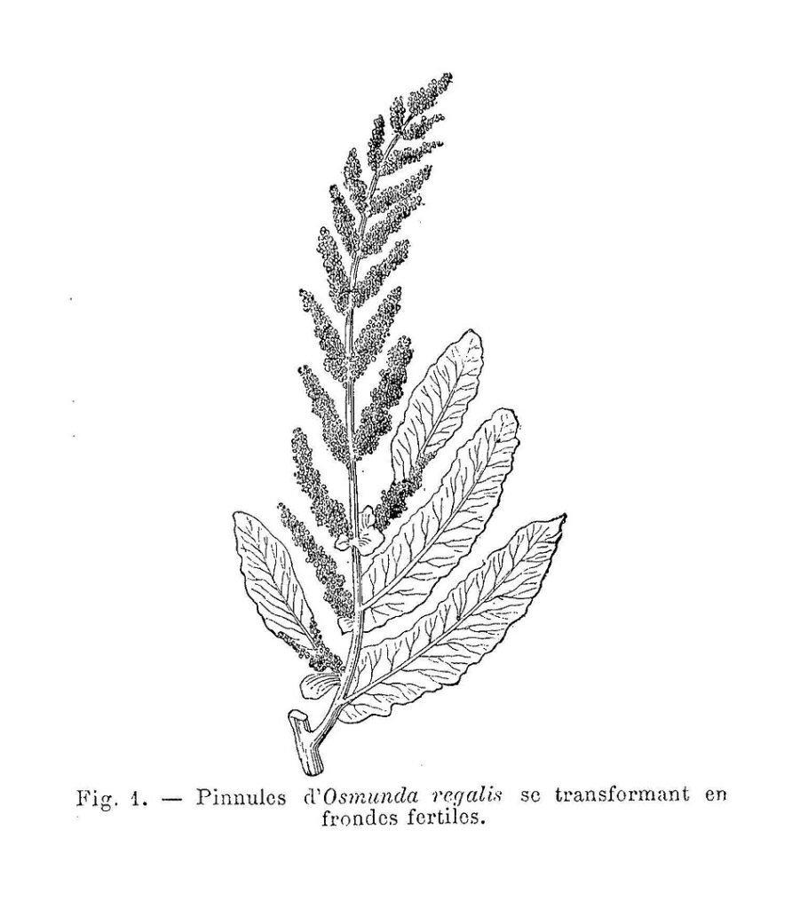Koningsvaren blad met fijne, groene pinnules.
