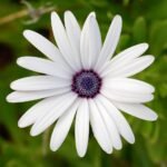 Kaapse margriet bloeit in levendige kleuren, winterhard.